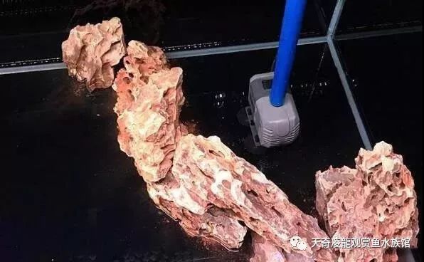 龙鱼和草缸怎么玩？用手玩！