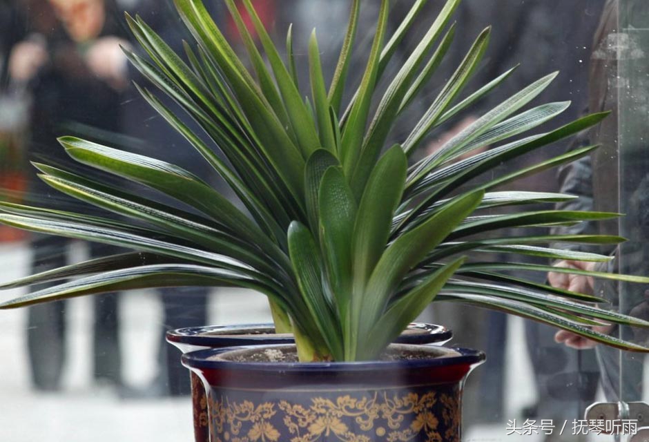 君子兰品种鉴别,美国君子兰品种鉴别