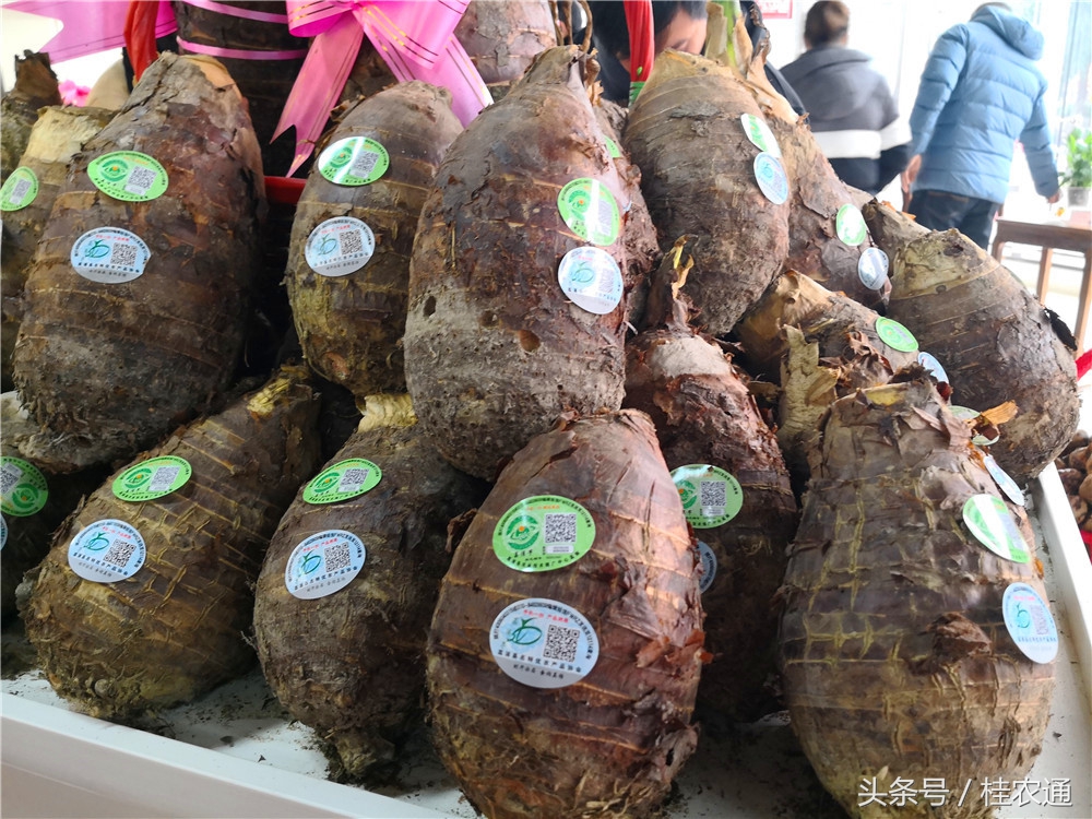 荔浦芋头刘罗锅完整视频,广西桂林荔浦芋头哪里最好