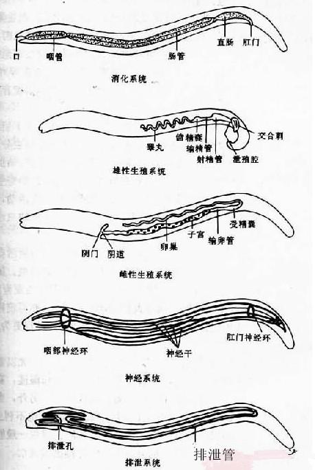 根结线虫防治方法大全附防治药剂,线虫病的防治方法