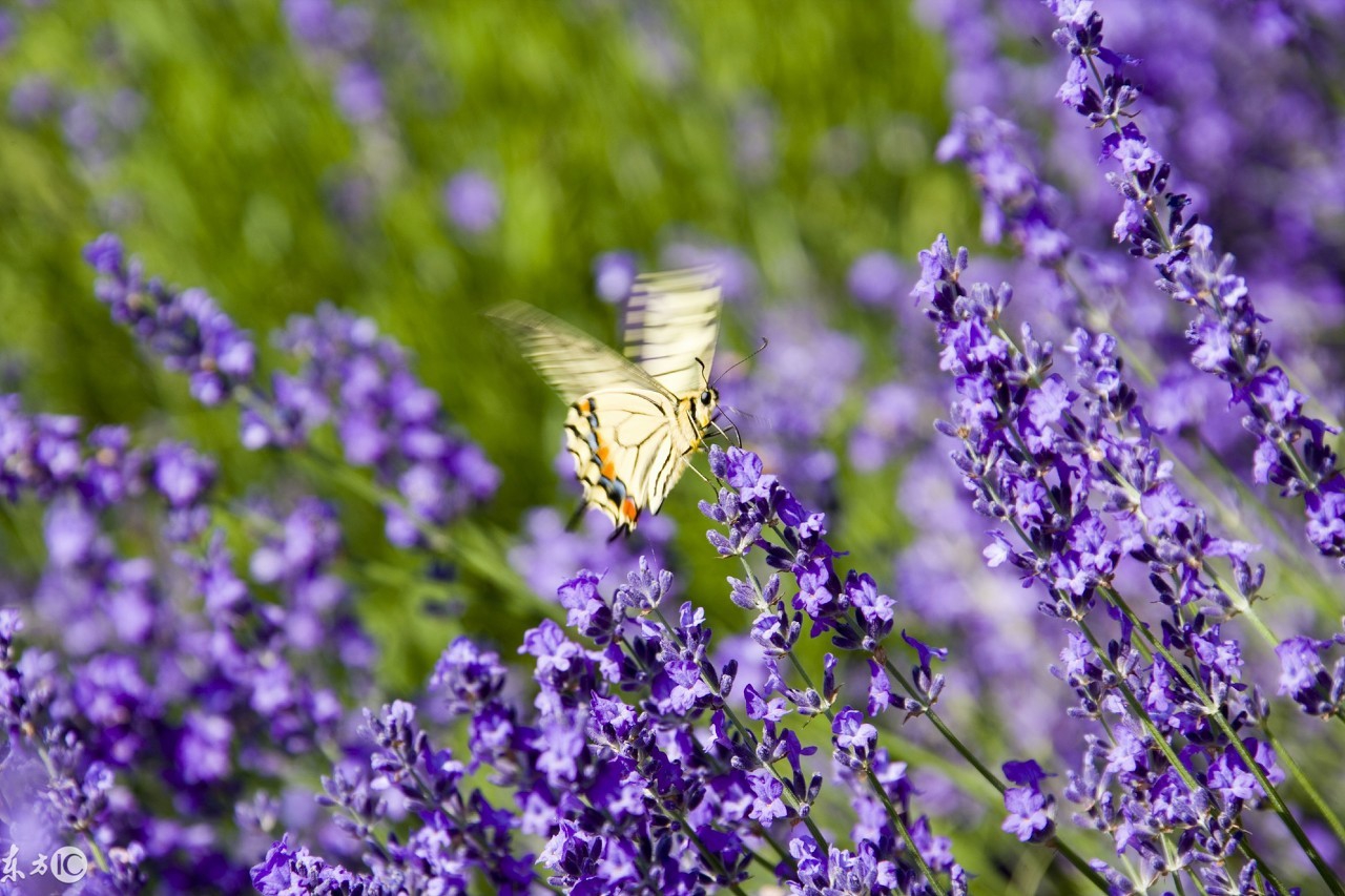 薰衣草传说,薰衣草花语歌曲