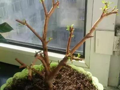 买的花蔫了怎么救活,花快要蔫了还能救活吗