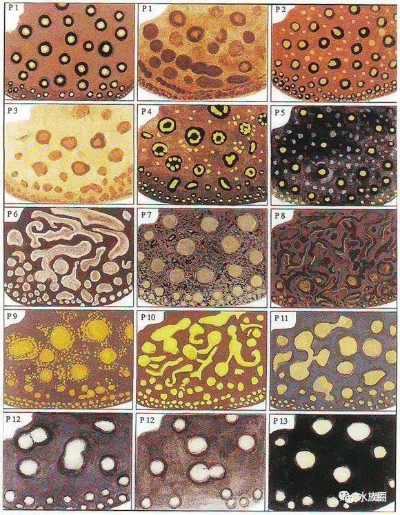 魟鱼养殖技术视频大全,魟鱼饲养入门