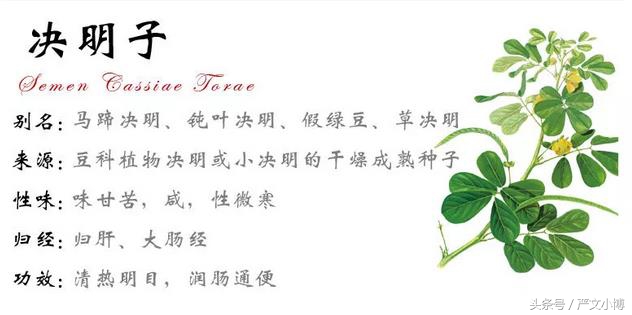 每日代茶饮之决明子篇