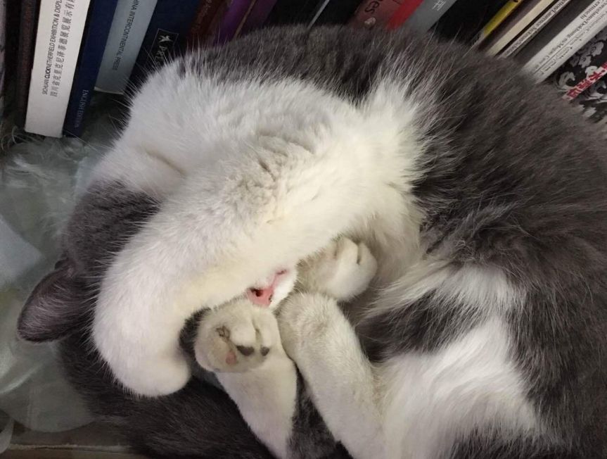 喵星人的江湖完整版,猫的江湖地位