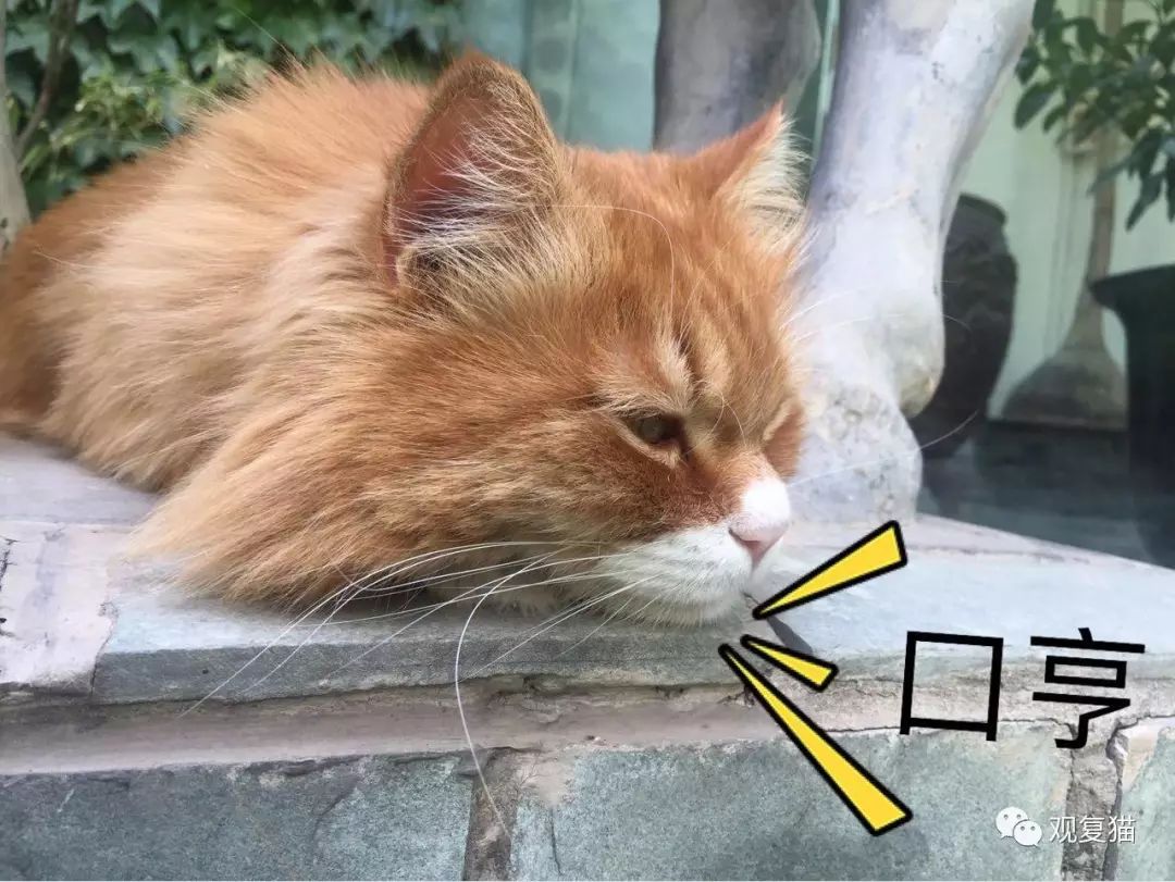 喵星人的江湖完整版,猫的江湖地位