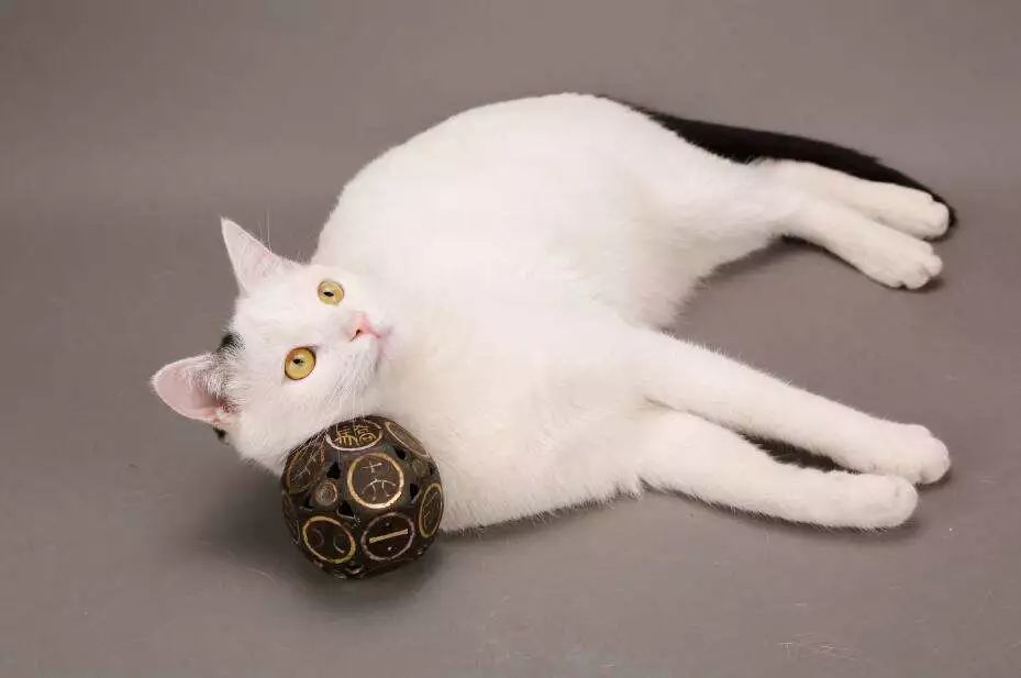 喵星人的江湖完整版,猫的江湖地位