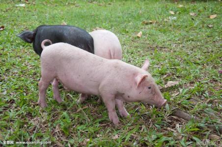 助产时应该如何做，助产掏猪是应该怎么做