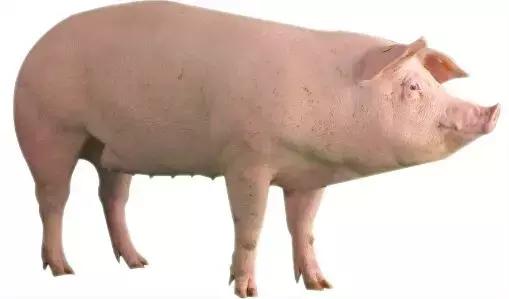 母猪喝啤酒的功效,母猪喝酒的正确方法