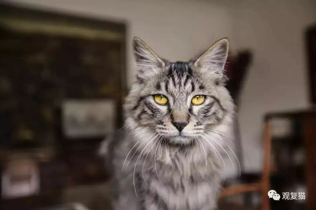 喵星人的江湖完整版,猫的江湖地位