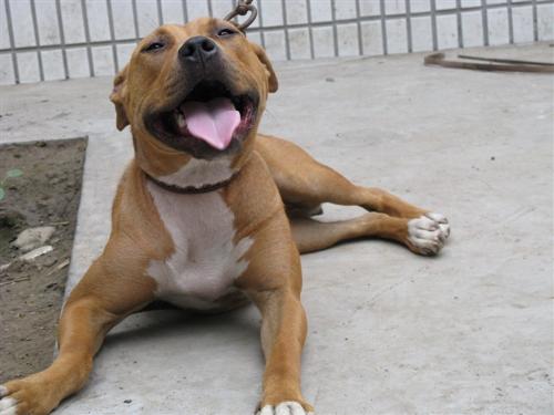 带你了解比特币原始人,带你了解真正的比特犬