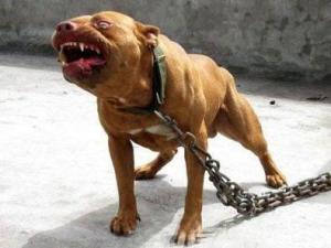 带你了解比特币原始人,带你了解真正的比特犬