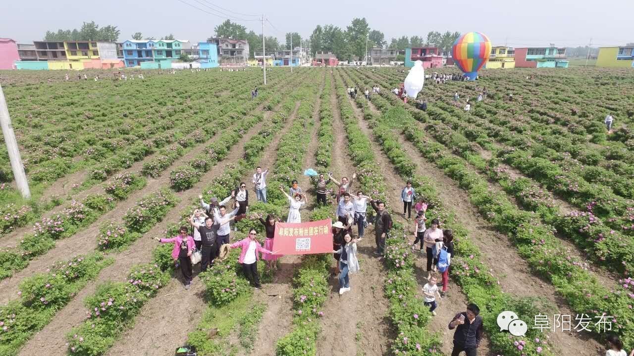 界首有个*瑰园玫**，美爆了！没去别后悔~