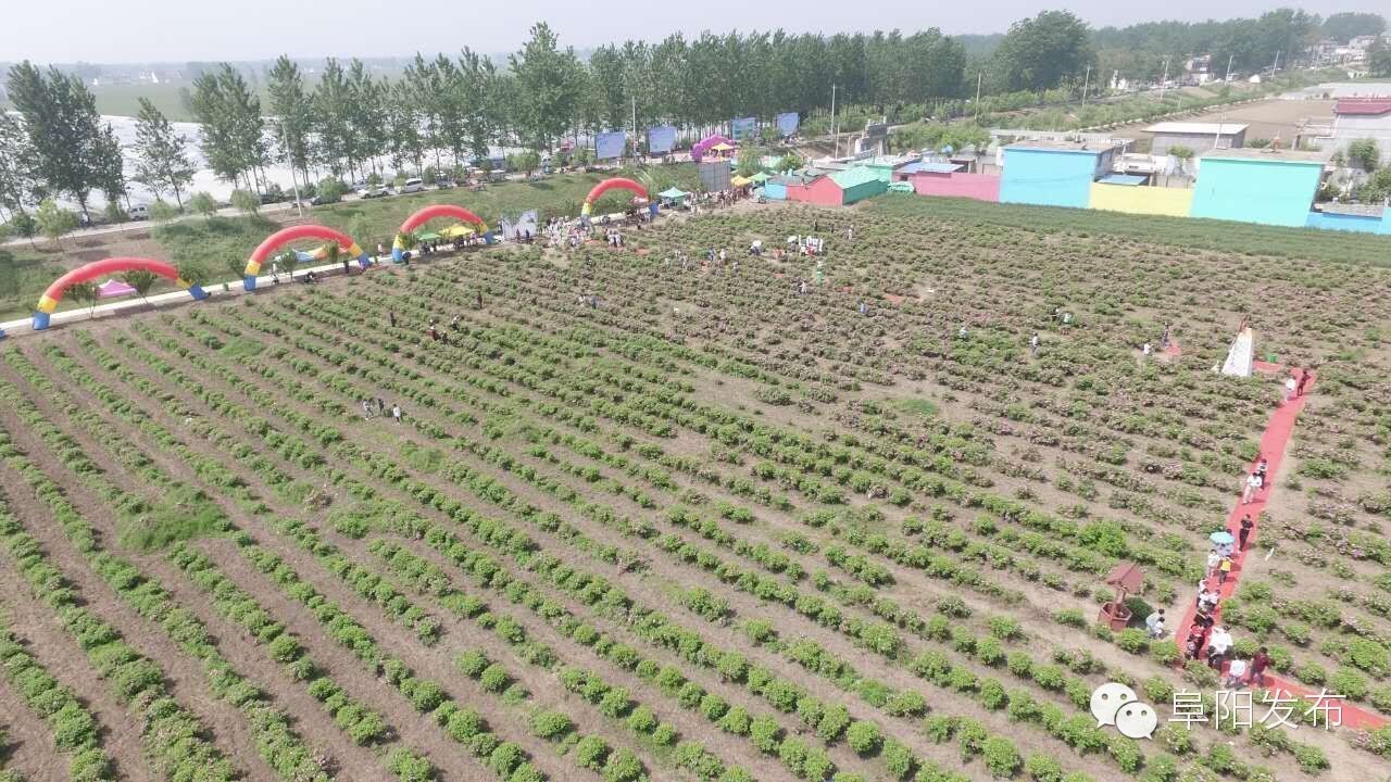 界首有个*瑰园玫**，美爆了！没去别后悔~