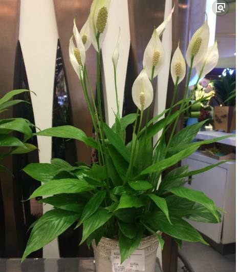 一帆风顺叶片萎蔫可以剪了吗,一帆风顺叶片萎蔫下垂