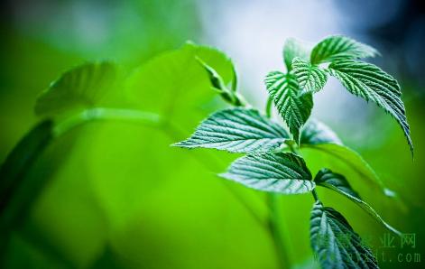 薄荷种植技术及亩收益,薄荷种植田间管理技术