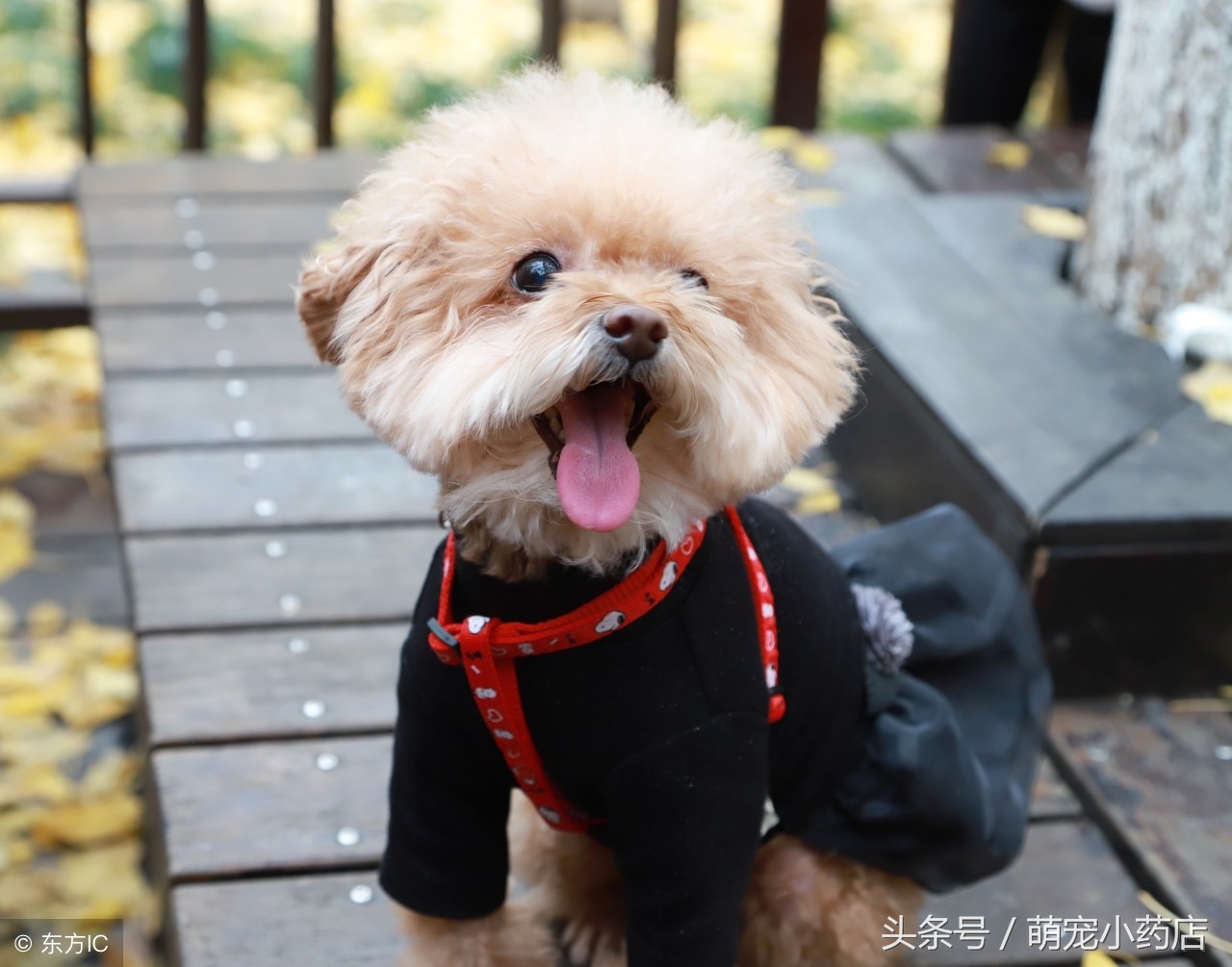 哈士奇和泰迪谁厉害,这是狗被黑得最惨的一次