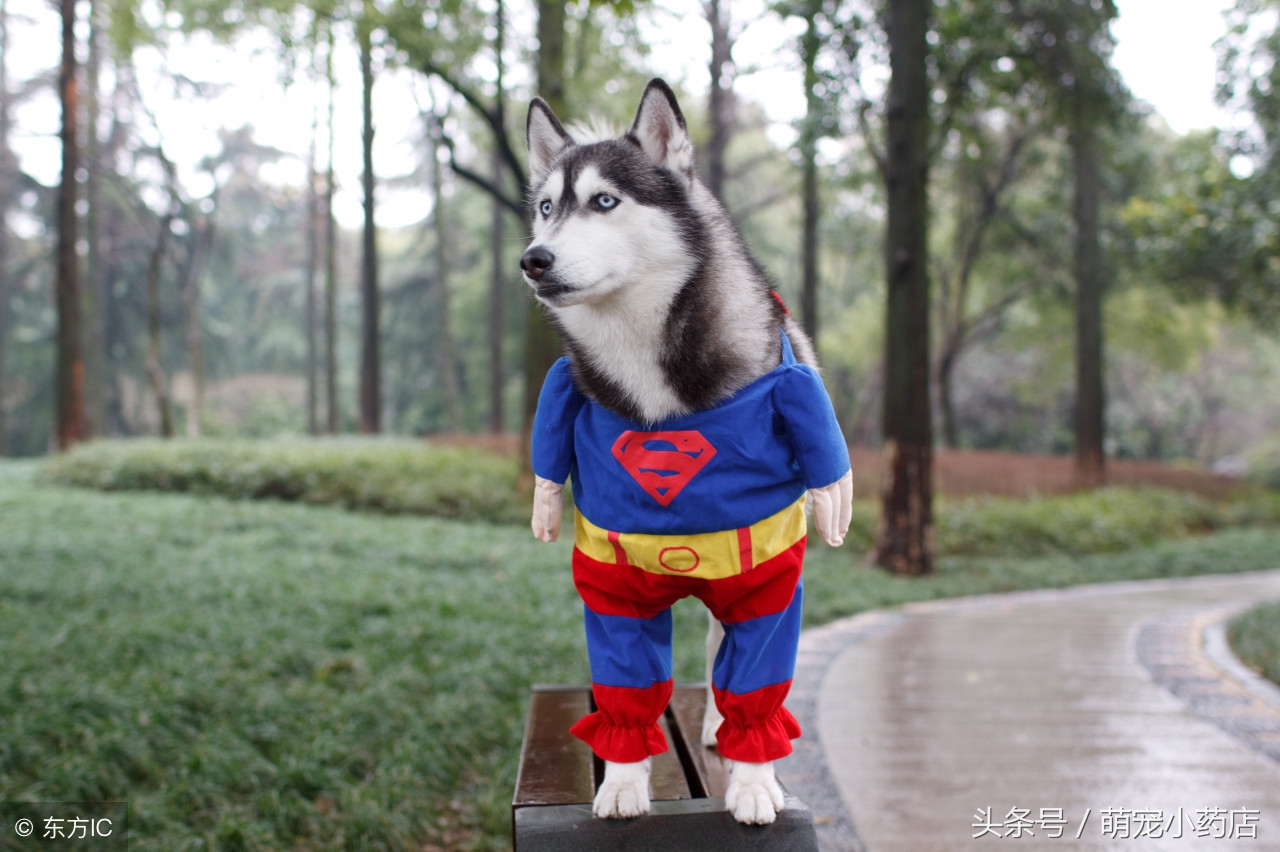 哈士奇和泰迪谁厉害,这是狗被黑得最惨的一次