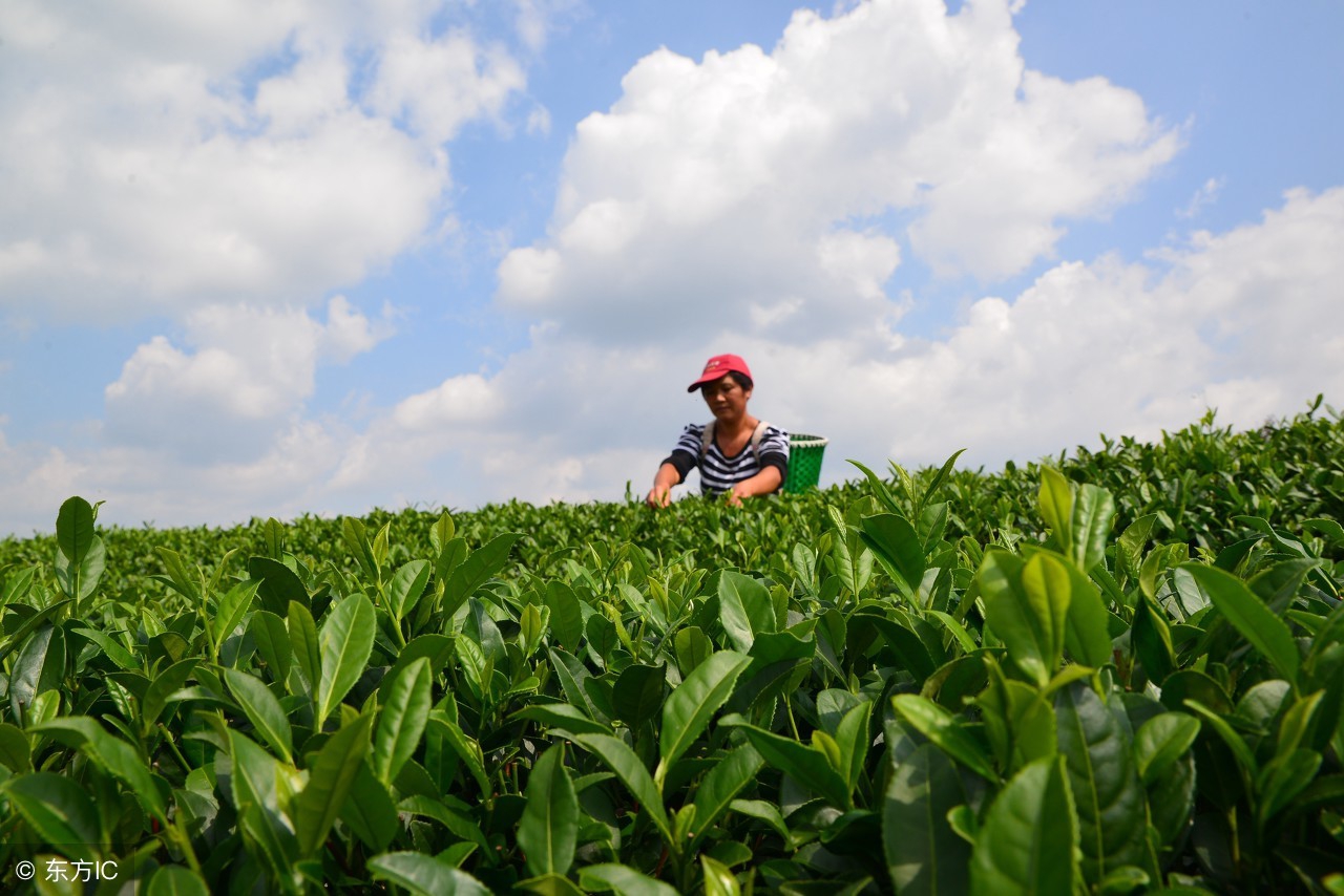 氨基丁酸作用和效果,普洱茶知识速记大全