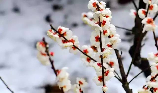 唯美意境古诗词大全简短,冬天唯美意境古诗词