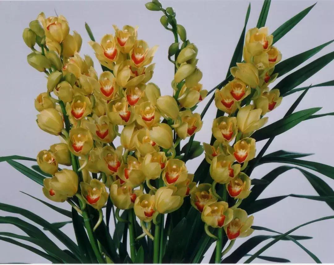 选花技巧和方法,各种花的养花技巧和方法