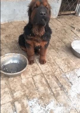 狗狗的第一次耳朵立起来代表什么,狗狗为啥要甩耳朵让耳朵立起来