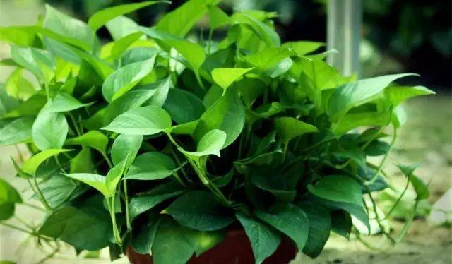 绿萝怎么养才能让绿萝更旺盛,怎样养绿萝才能让绿萝长得更快