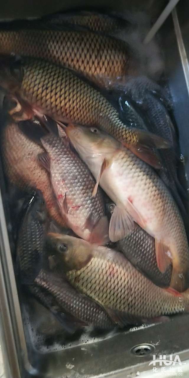 黑坑路亚日记,钓友记视频全集