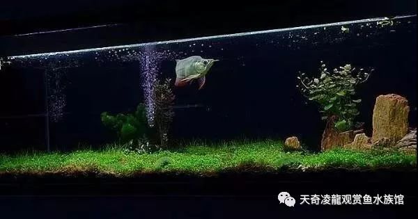 龙鱼和草缸怎么玩？用手玩！