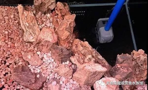 龙鱼和草缸怎么玩？用手玩！