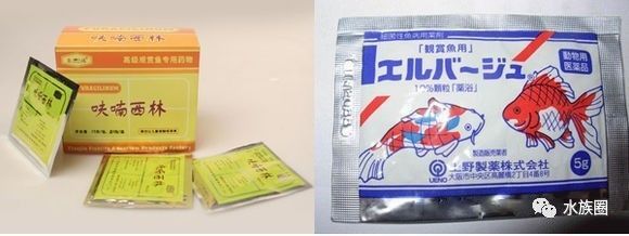 魟鱼养殖技术视频大全,魟鱼饲养入门