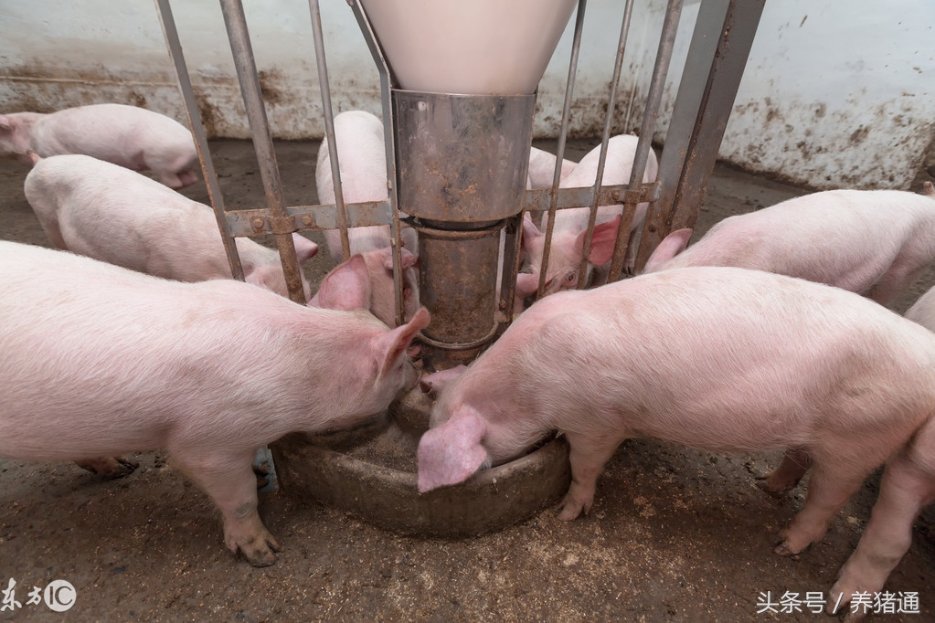 猪场里很多母猪产后没奶,猪场母猪没奶