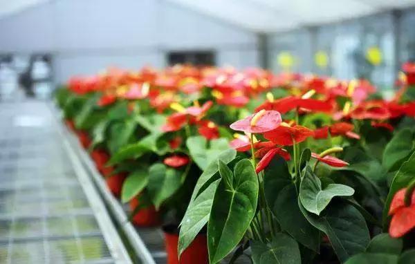 选花技巧和方法,各种花的养花技巧和方法