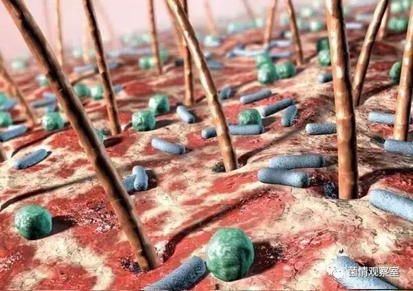 皮肤上的油脂保护膜,皮肤的生态保护屏障