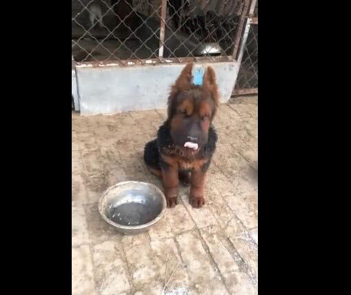 狗狗的第一次耳朵立起来代表什么,狗狗为啥要甩耳朵让耳朵立起来