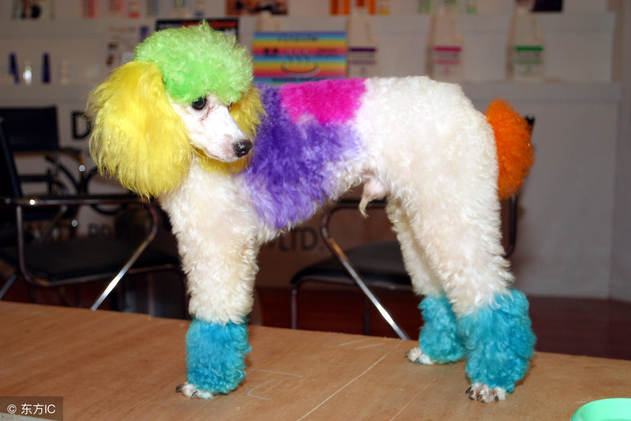 狗狗染色差点导致失明，隐藏在宠物染色剂下的伤害