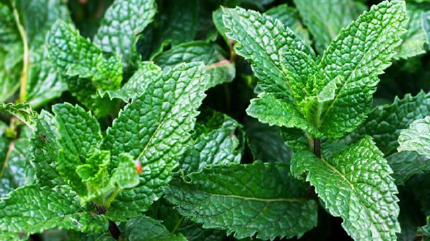 野钓能用什么鱼饵最好,野钓用什么饵避开小杂鱼