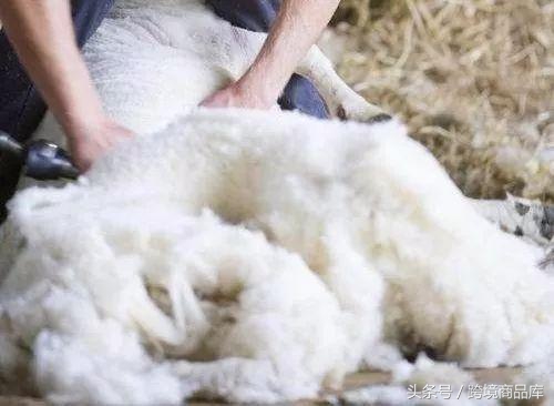 官方澳洲正宗绵羊油,澳洲代购绵羊油怎么样