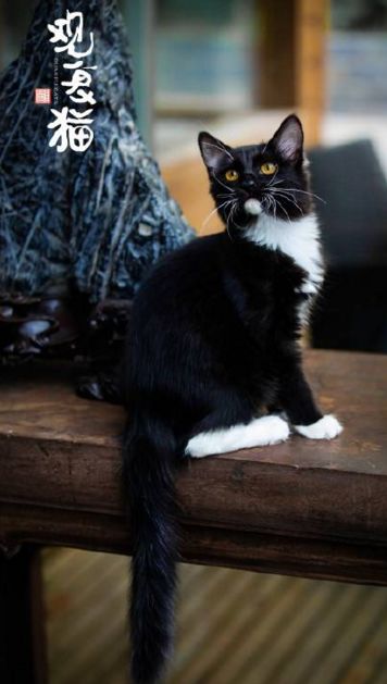 喵星人的江湖完整版,猫的江湖地位