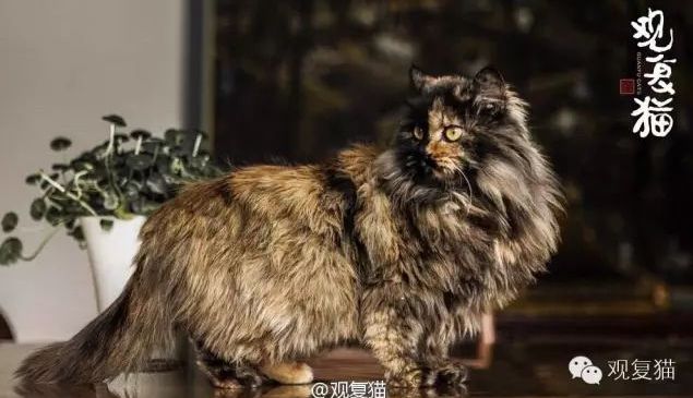 喵星人的江湖完整版,猫的江湖地位