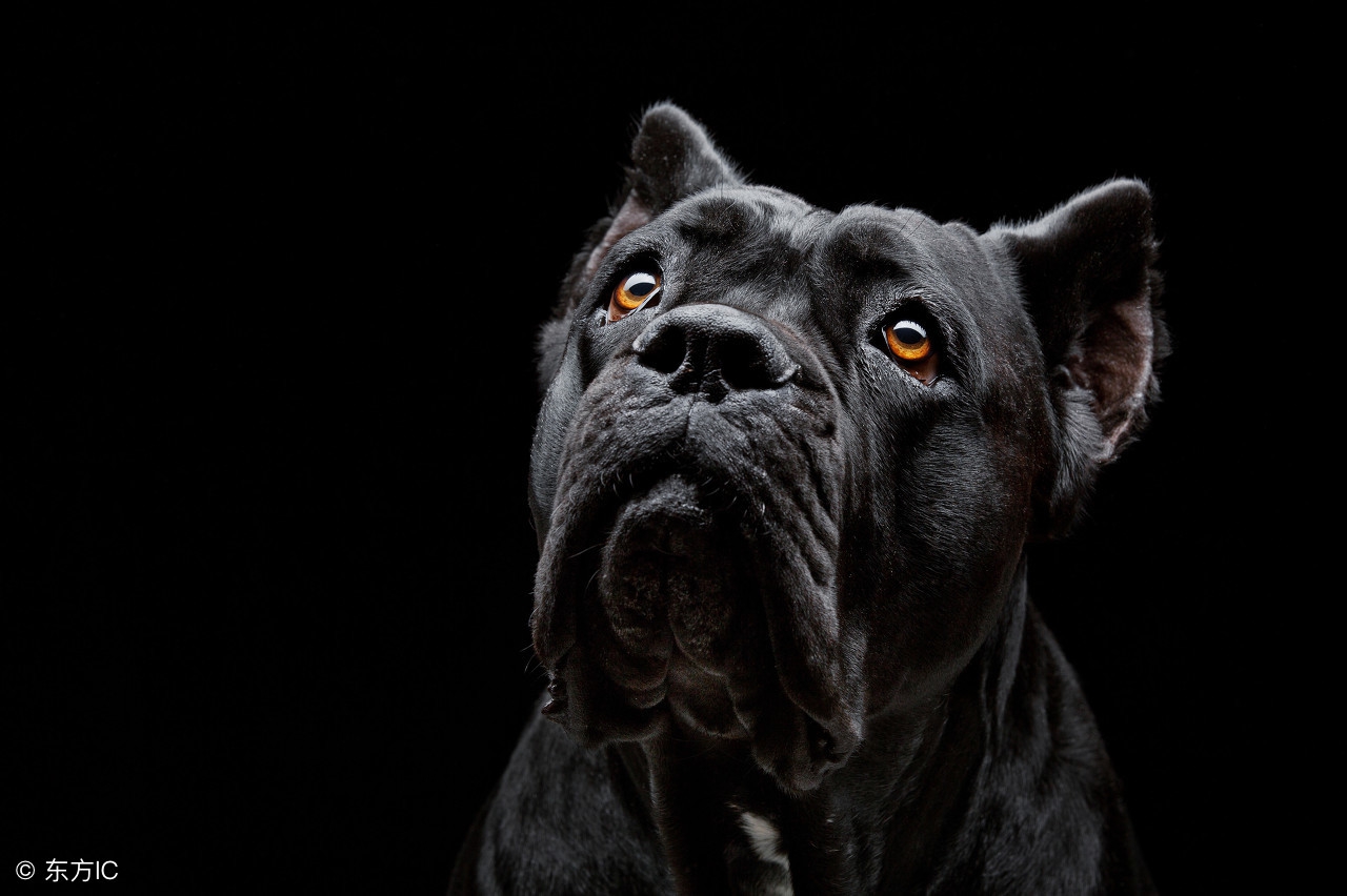 卡斯罗犬最好的颜色和体型,卡斯罗犬多大了才有攻击力