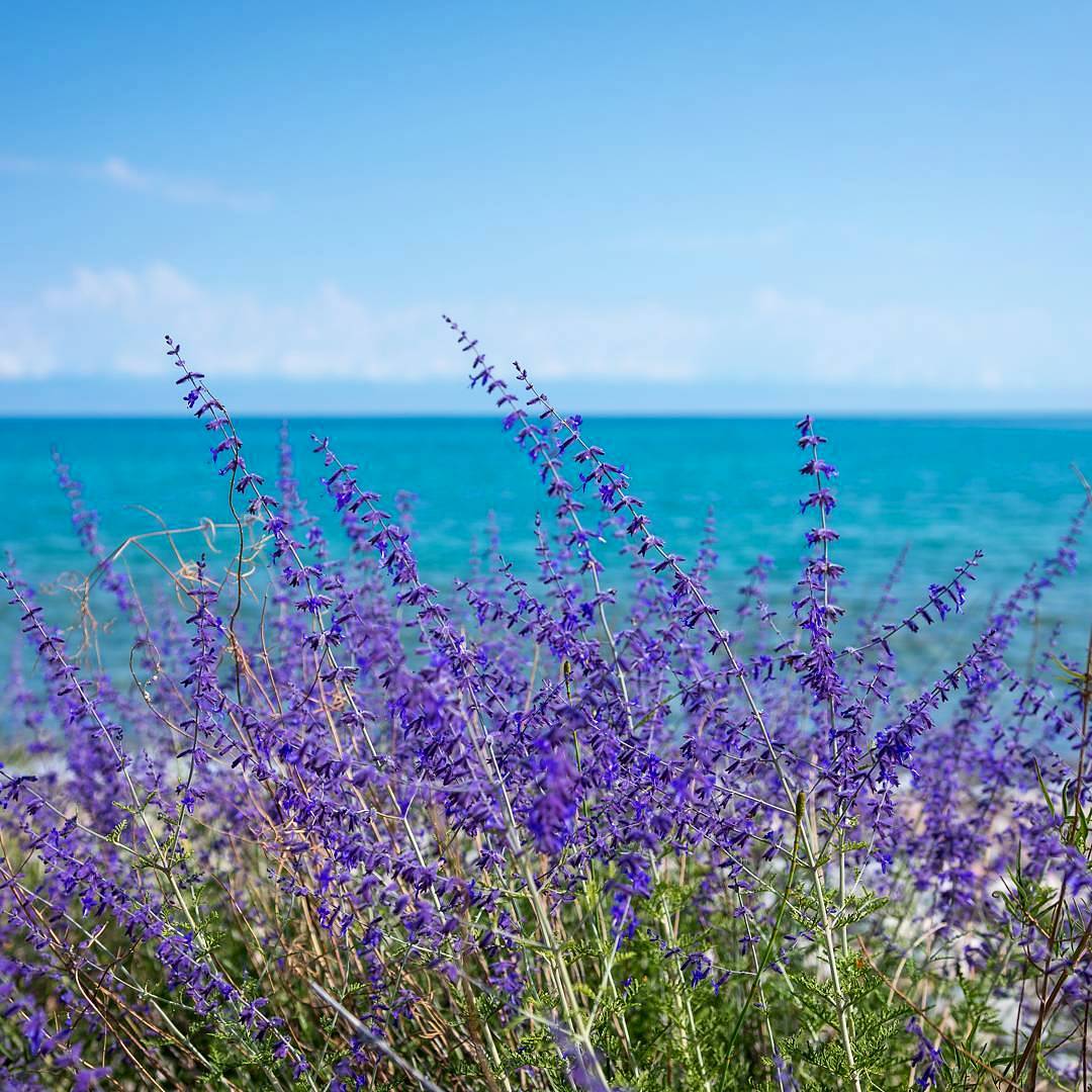 这里曾是中国领土，被誉为「中亚瑞士」，游客3天拿到电子签