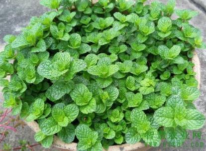 薄荷种植技术及亩收益,薄荷种植田间管理技术