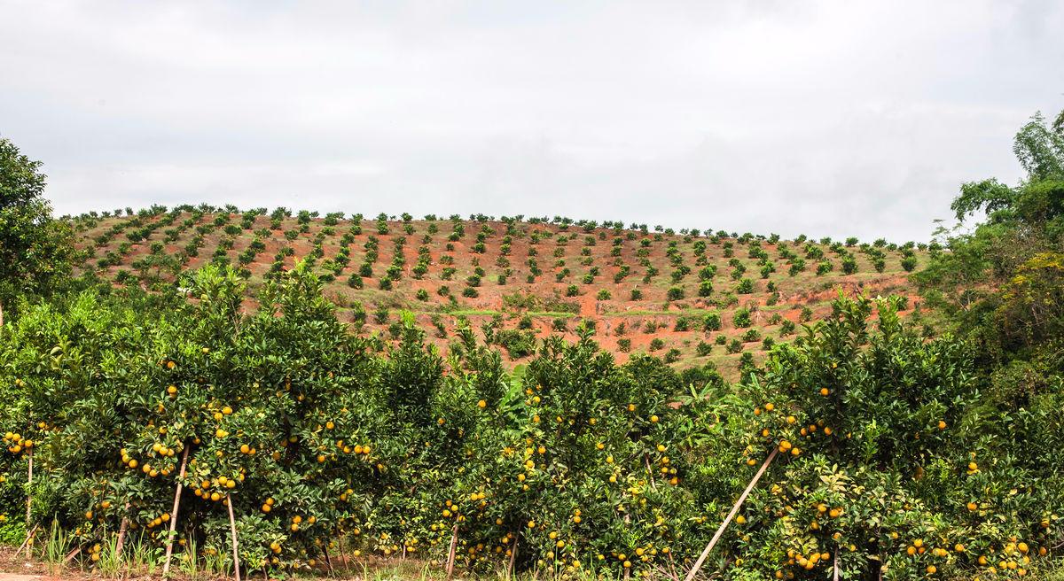 种植柑橘苗前的田间关注什么事项,大棚种植柑橘的优缺点
