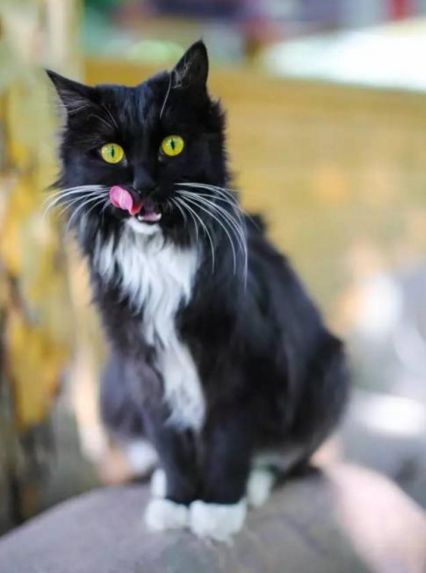 喵星人的江湖完整版,猫的江湖地位