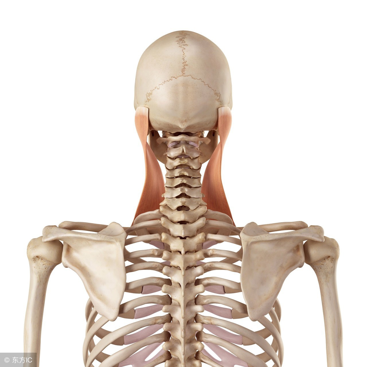 怎样判断自己斜颈严重程度,因睡姿导致的斜颈好治吗