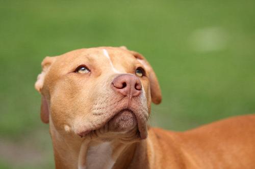 带你了解比特币原始人,带你了解真正的比特犬