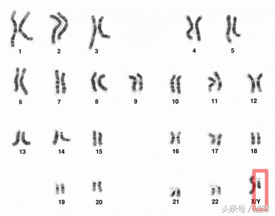 y染色体消失男人会灭绝吗,男人会不会有一天从世界上消失