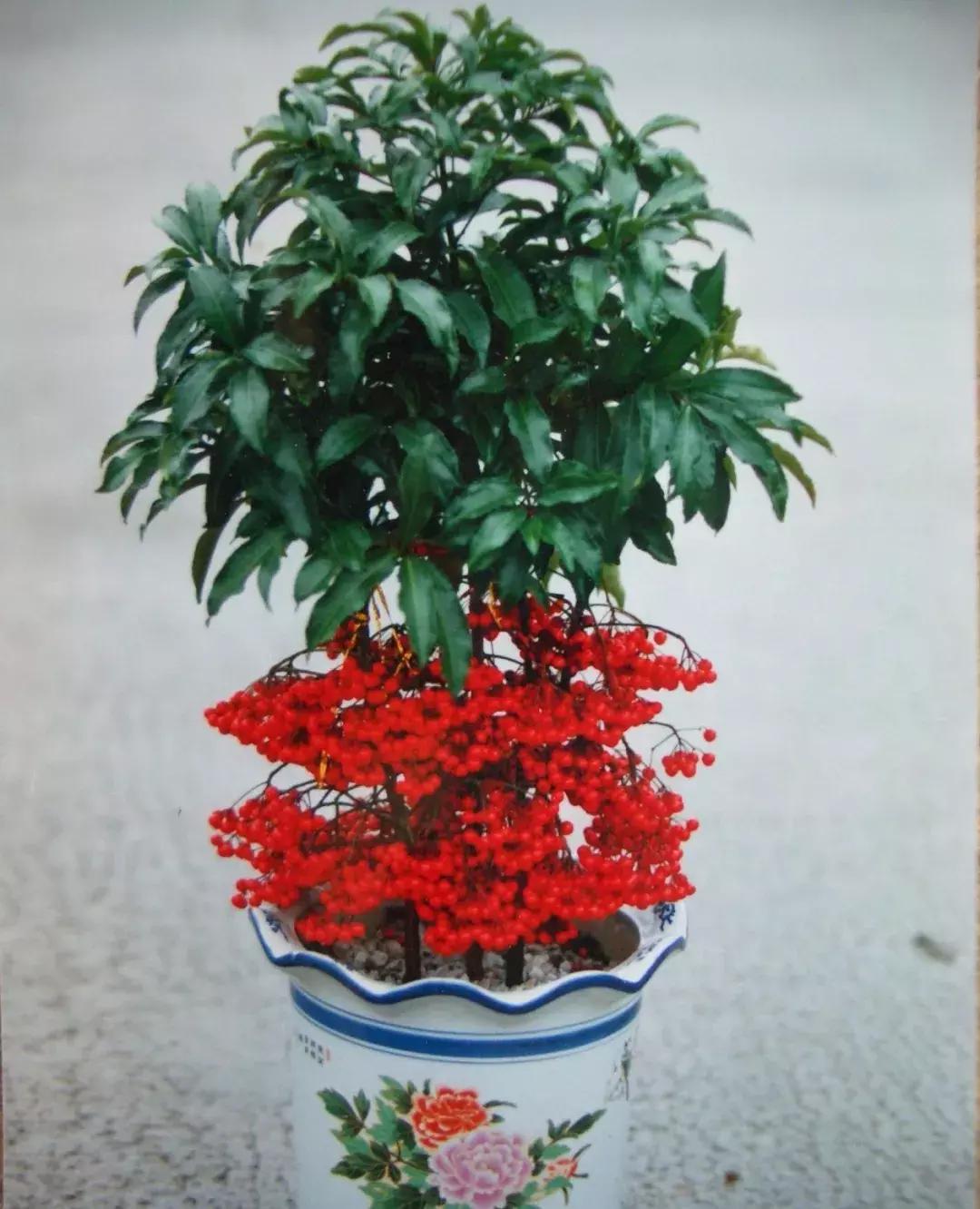 选花技巧和方法,各种花的养花技巧和方法