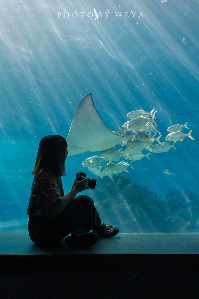 面面旅拍—诉不完千古泪，道不停三亚情，这个冬天我们掌心有太阳